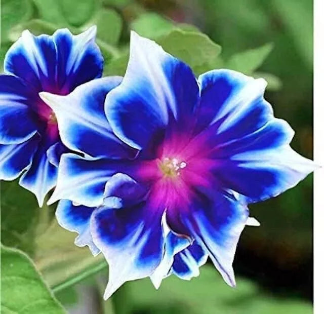 Morning Glory Seeds 100 Count - Blue and White Ipomoea tricolor