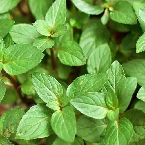 Chocolate Mint Plant Cuttings – 10 Rooted Mentha × piperita 'Chocolate' Aromatic Herb for Culinary & Garden Use