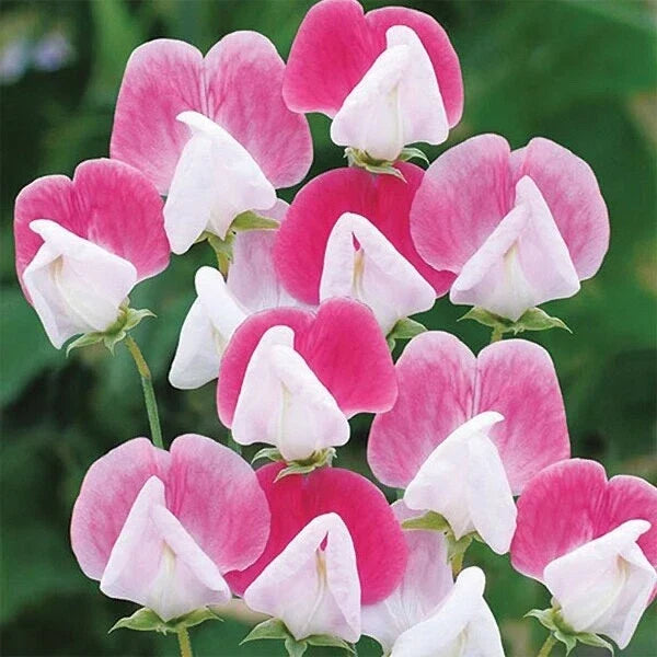 Painted Lady Sweet Pea Seeds - Climbing Flower Pack of 30 - Lathyrus odoratus