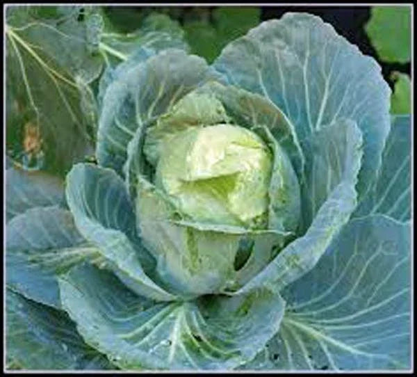 Heirloom Golden Acre Cabbage Seeds - Non-GMO Brassica oleracea, Compact, Edible Heads, 50+ Seeds
