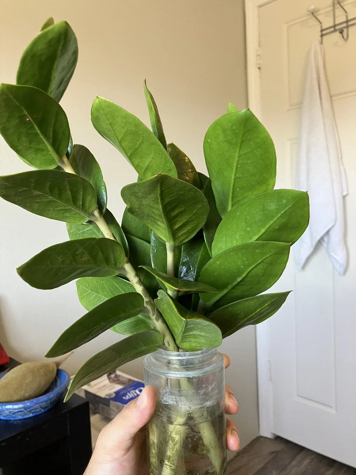 Zamioculcas zamiifolia ZZ Plant Cuttings – 4 Pack, Easy Care Indoor Propagation, Glossy Leaves, Low Light Tolerance