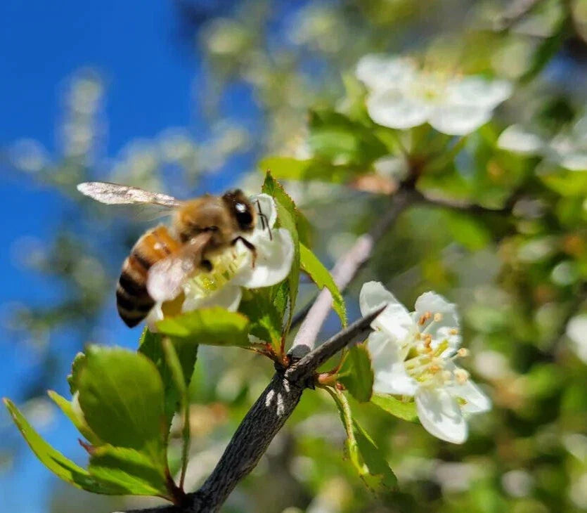 Littlehip Hawthorn Seeds | Crataegus spathulata | Native Florida Tree | Wildflower Seeds for Landscaping & Wildlife