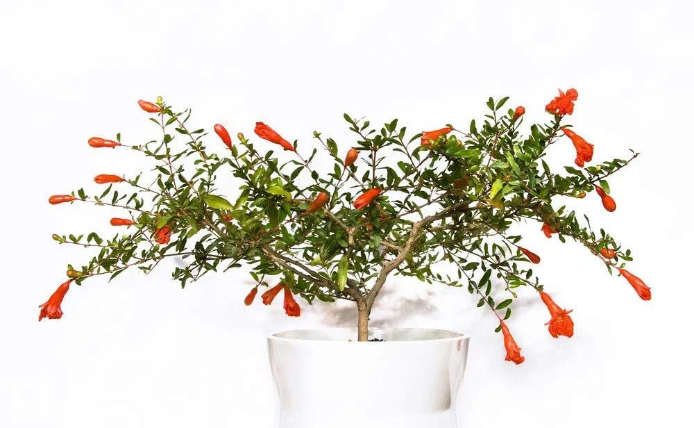 Dwarf Pomegranate Bonsai Seeds - 25 Edible Punica granatum Seeds for Home Gardening