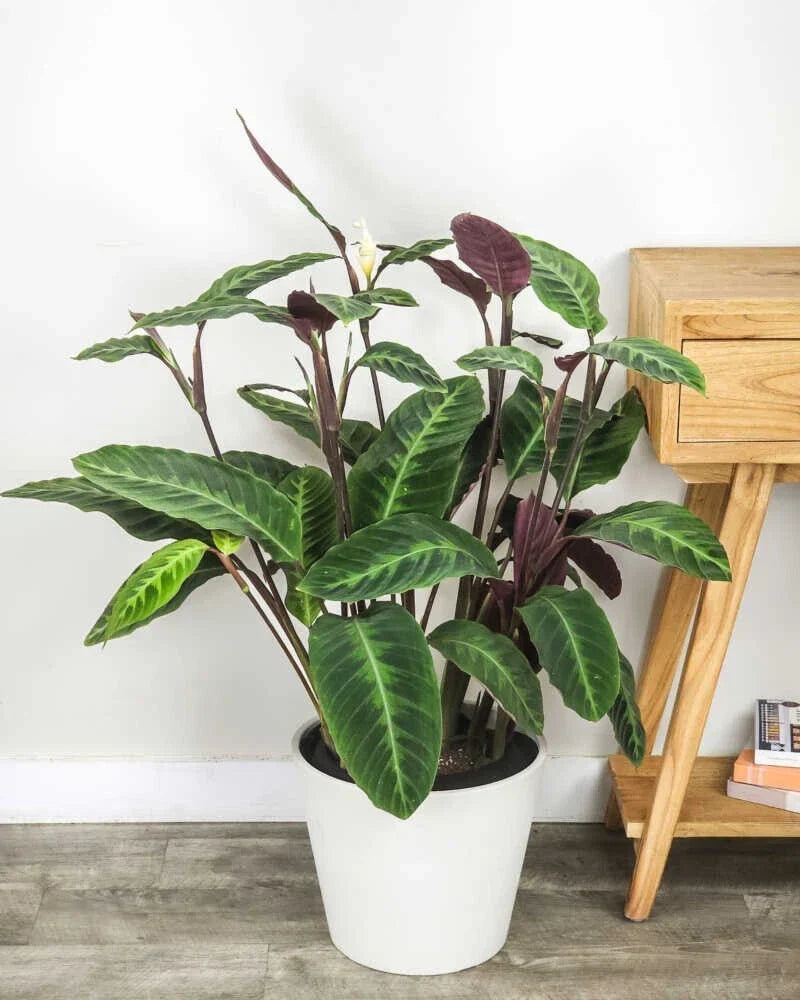Jungle Velvet Calathea Seeds - 25+ Premium Calathea warscewiczii Seeds USA