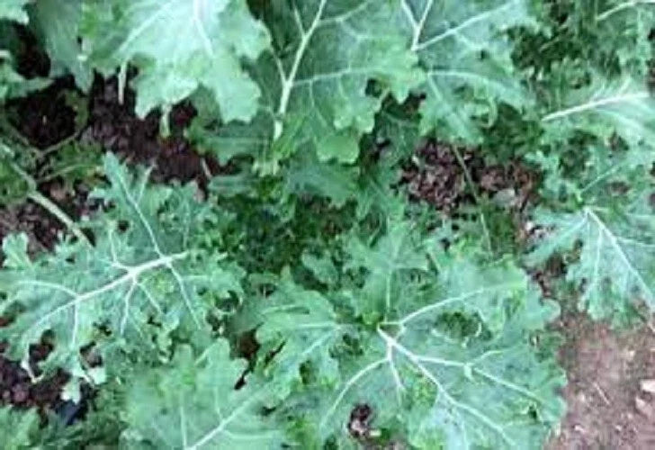 White Russian Kale Seeds, Organic Heirloom Brassica oleracea, Tender Leaves for Home Gardening