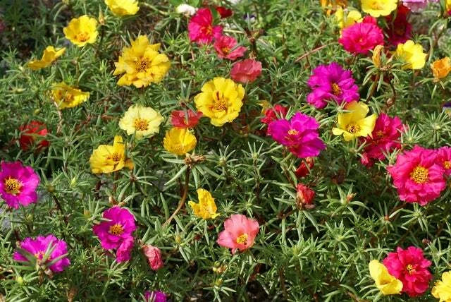 Moss Rose Seeds - 1000 Count - Portulaca grandiflora Annuals