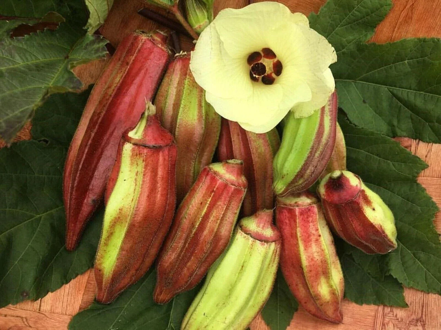 Texas Hill Country Red Okra Seeds - Heirloom Non-GMO Abelmoschus esculentus, 25+ Seeds for Home Gardening