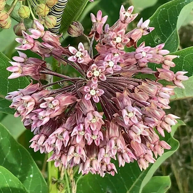 Common Milkweed Seeds 30+ | Asclepias Syriaca Wildflower Perennial for Butterfly Garden | Native USA Grown