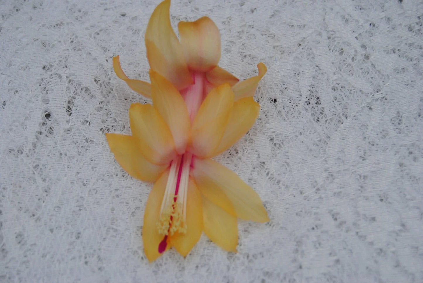 Christmas Cactus Starter Plant - Healthy Schlumbergera Truncata Cebeline Variety