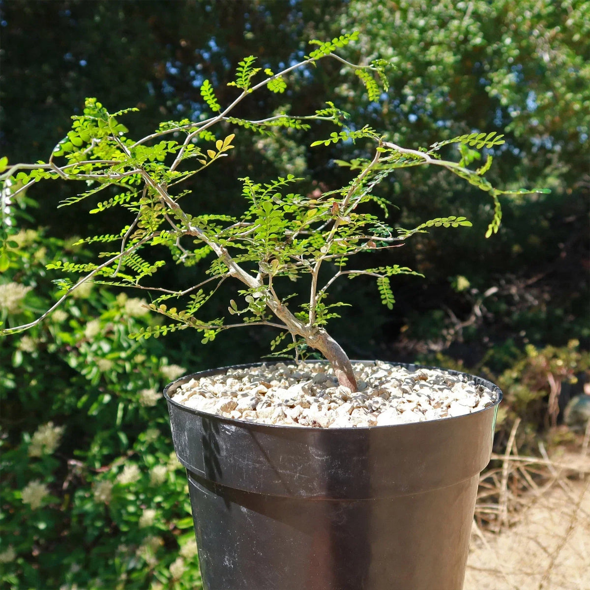Operculicarya pachypus Cactus Plant | Live Succulent | Elephant Bush | Unique Green Indoor/Outdoor Plant