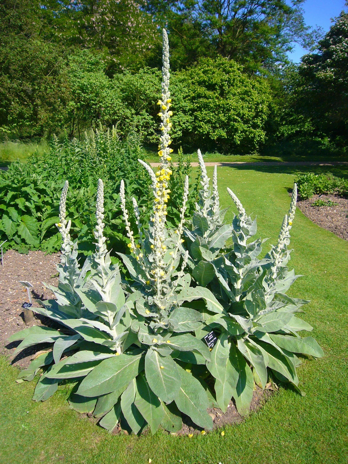 Bulk Mullein Seeds - 100 Seeds - Verbascum thapsus Ornamental & Medicinal Plant