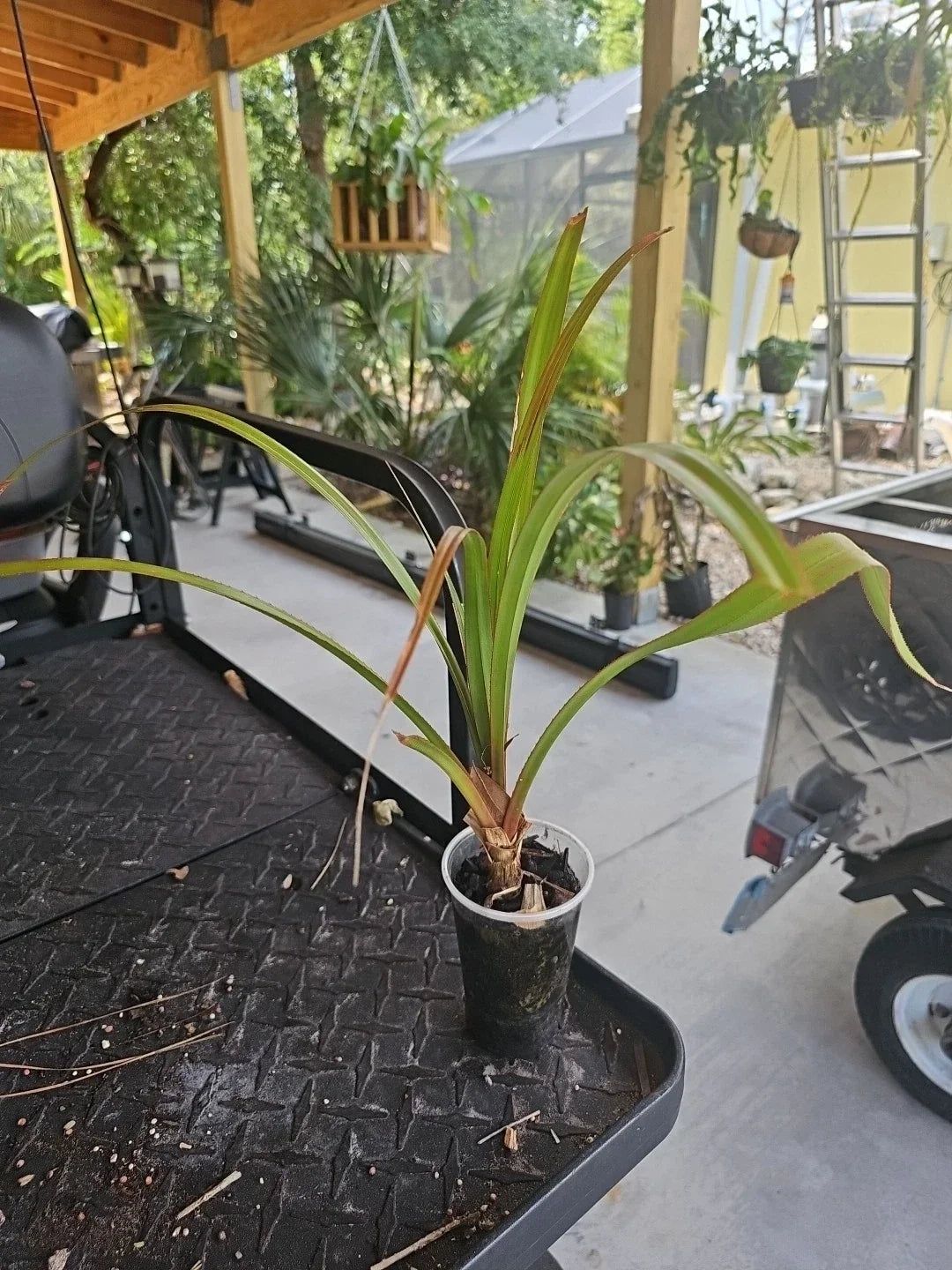 Screw Pine Plant 3.5" Pot Pandanus utilis Tropical Indoor Plant Unique Foliage Low Maintenance