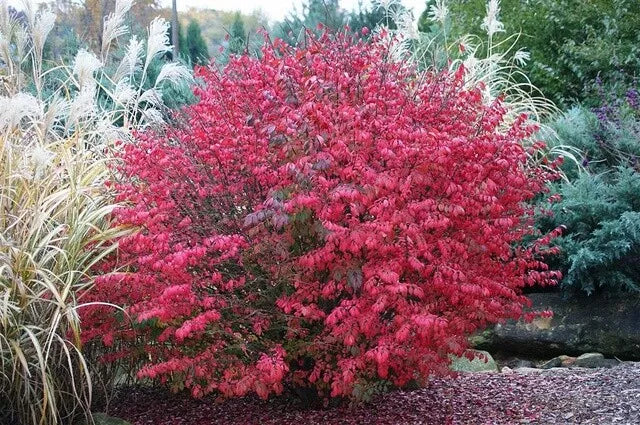 Burning Bush Plant 16+ Inches Live Bare Root Euonymus alatus Red Foliage Shrub Hardy Zones 4-8