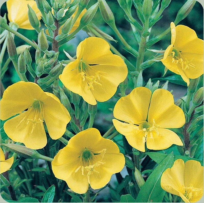 Dwarf Evening Primrose Seeds 500+ Yellow Flowers Perennial Oenothera biennis for Gardens & Pollinators