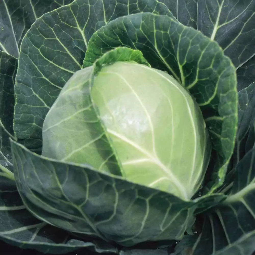 Cabbage Seeds Non-GMO Copenhagen Market Brassica oleracea Vegetable Garden Seed Packet with 300+ Seeds