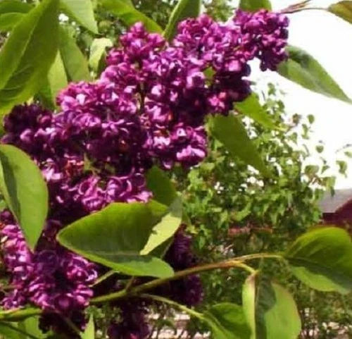 Dark Purple Lilac Seeds - Fragrant Hardy Perennial Shrub Syringa vulgaris - 25 Seeds for Garden, Hedges, Borders