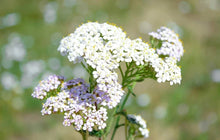 White Yarrow Seeds 1000 Pack - Achillea Millefolium - Western Flower, Drought-Resistant, Perennial Garden Plant