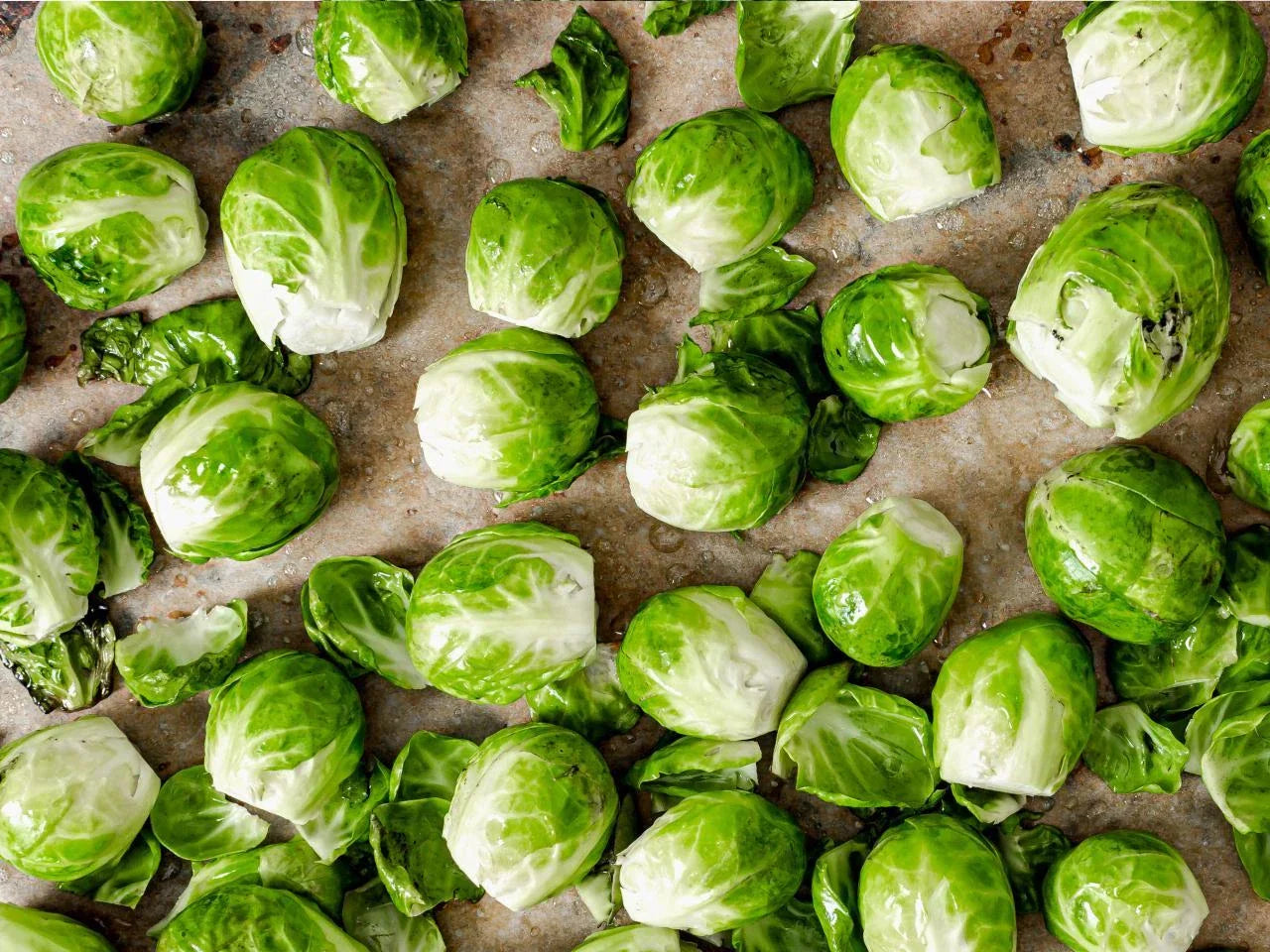 Brussels Sprouts Seeds 500 Count Health Plus GL | Brassica oleracea var. gemmifera