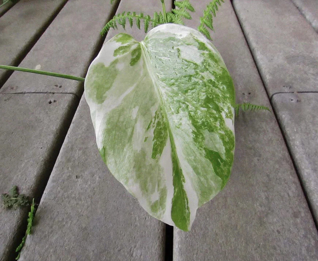 Variegated Monstera Leaf Cutting | Houseplant Propagation | Monstera deliciosa var. borsigiana | Indoor Tropical Plant