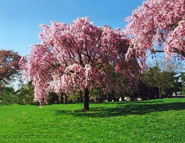 Live Japanese Pink Weeping Cherry Tree - 20 Inch Prunus serrulata 'Pendula' Rooted Plant for Gardens and Landscapes