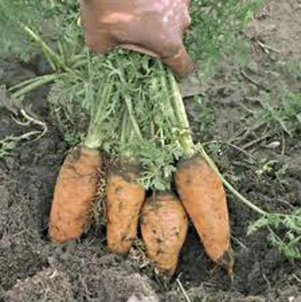 Carrot Seeds - 100+ Non-GMO Organic Danvers Half Long Daucus carota Vegetable Seeds for Home Gardening