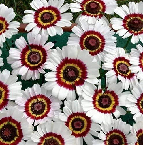 Painted Daisy Flower Seeds Mix - 100+ Seeds - Chrysanthemum spp. - USA Grown