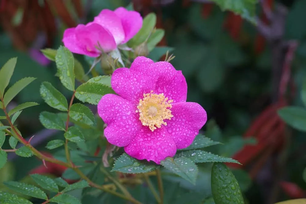 Woods Rose Seeds - 30 Seeds Rosa woodsii Wild Rose Bush Perennial