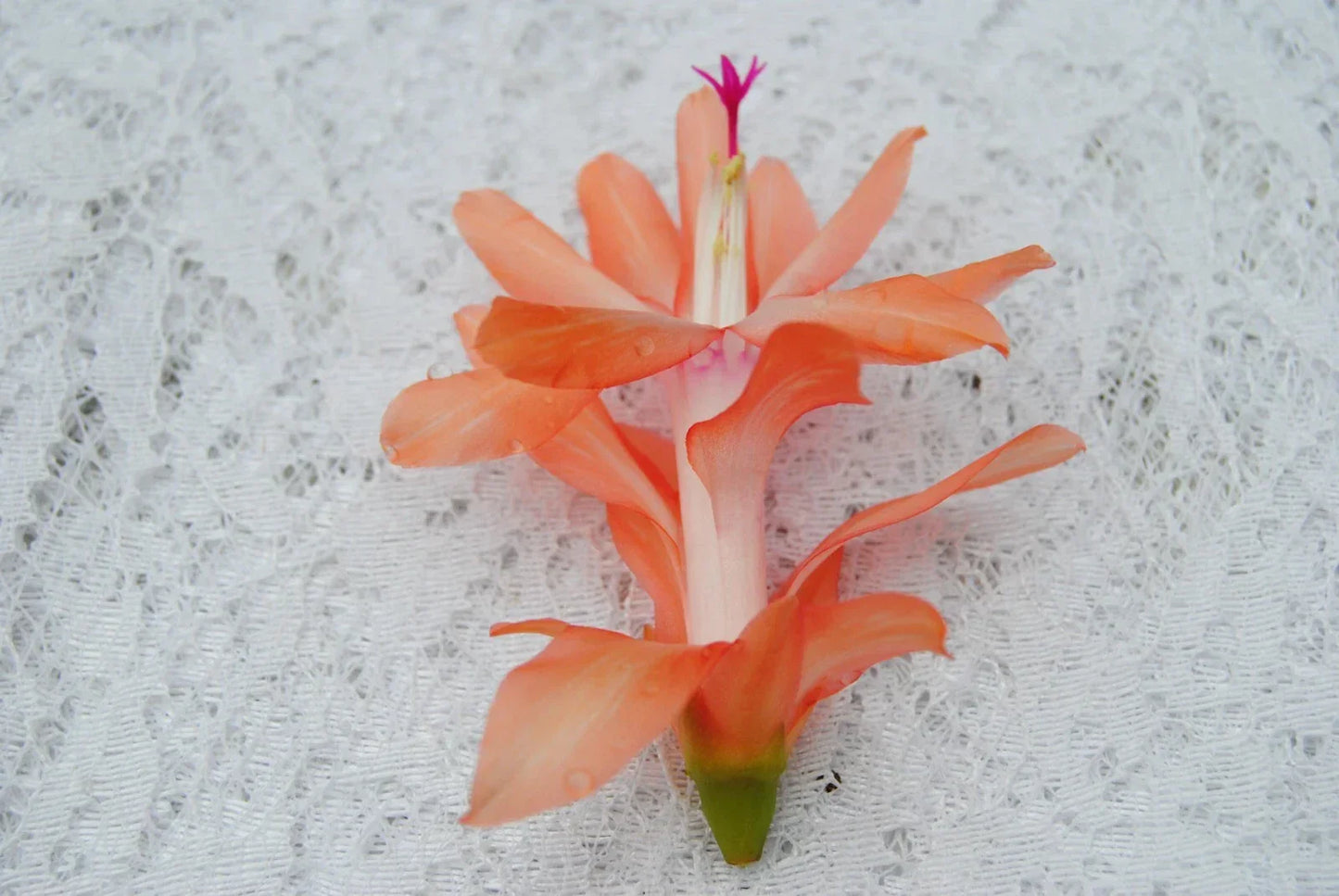 Christmas Cactus Starter Plant Coral Delight - Schlumbergera Truncata Indoor Houseplant