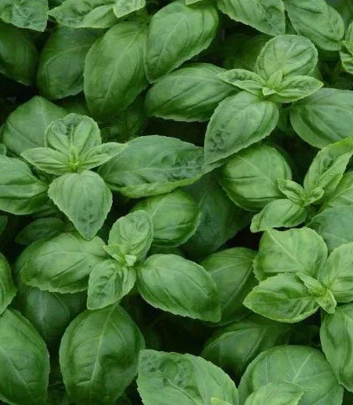 Sweet Italian Basil Live Plant Bundles - Organic Edible Herb - Ocimum basilicum - Indoor & Outdoor Gardening