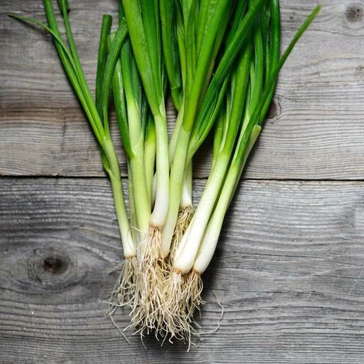 White Lisbon Green Bunching Onion Seeds - Allium fistulosum, 200 Pack, Scallion Seeds for Gardening & Culinary Use