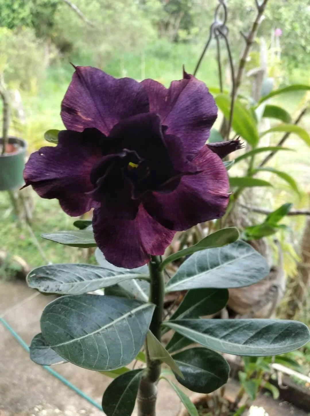 Desert Rose Seedling 4" Purple Adenium Obesum Houseplant, Drought-Tolerant, Indoor or Outdoor Plant