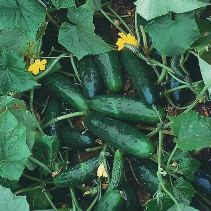 Marketmore 76 Cucumber Seeds - Non-GMO, Heirloom Organic Cucumis sativus, Vining, for Fresh, Pickling & Salad Gardening