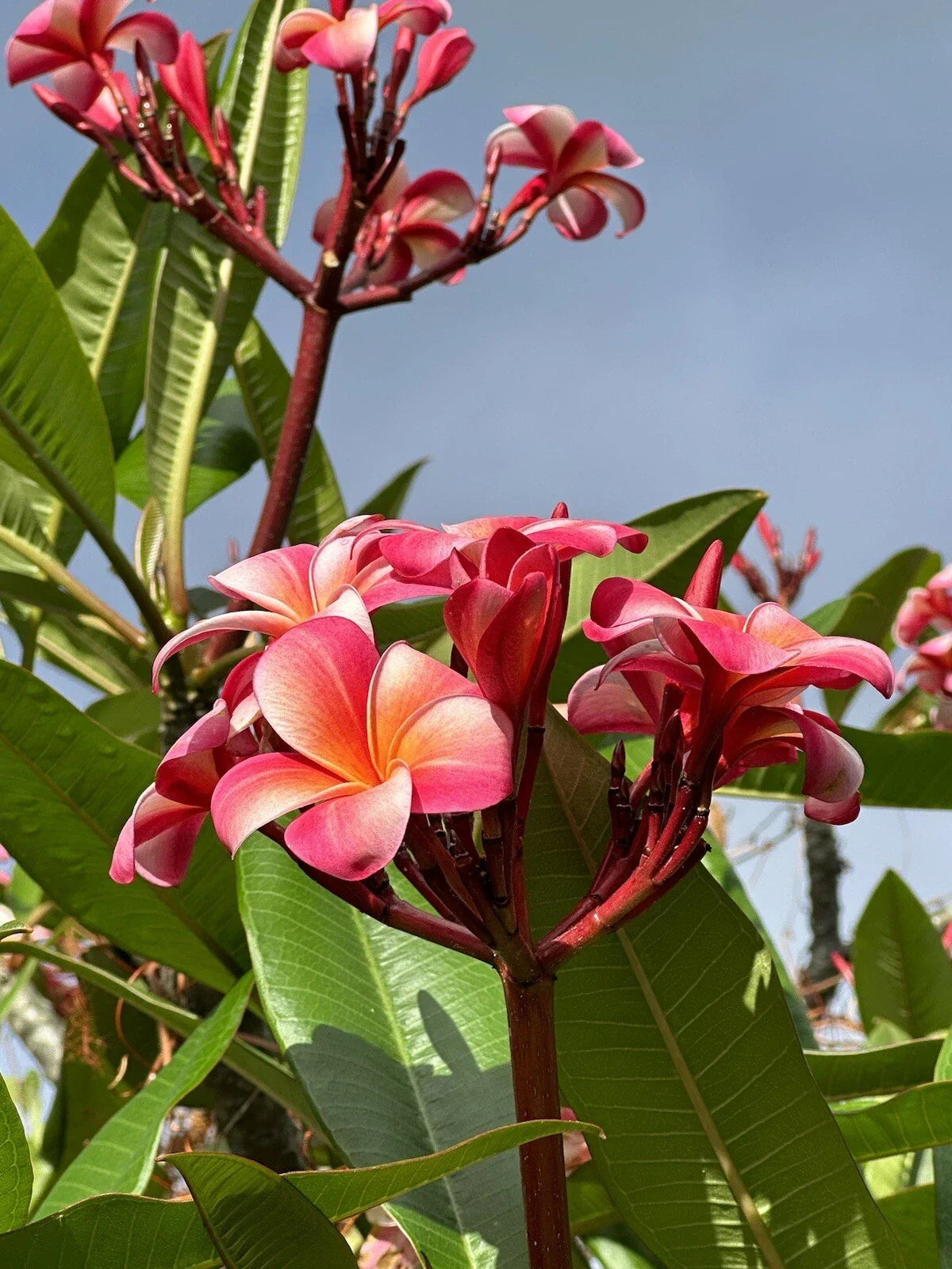 Pink Plumeria Cutting - 10in Fresh Starter, Frangipani, Single Head, Plumeria rubra for Garden or Potting