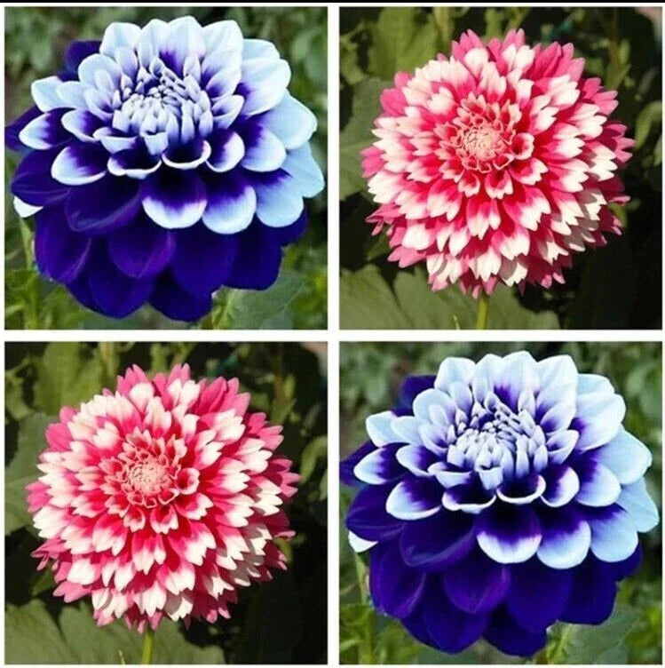 Dahlia Seeds 20pcs - Varying Colors - USA Seller - Perennial Flowers