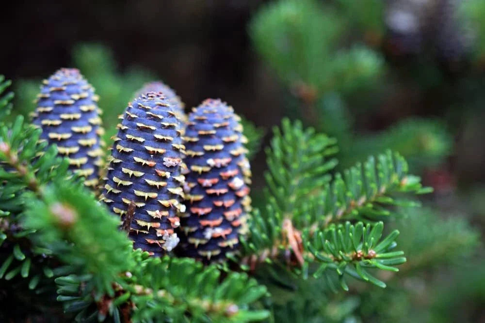 Korean Fir Tree Seeds - Abies koreana - Blue Cones - Evergreen Landscape Plant - 30 Seeds