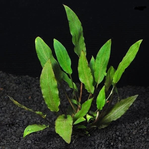 Cryptocoryne Wendtii 'Green' Live Aquarium Plant - Freshwater Pond Plant - Hardy Green Aquatic Plant