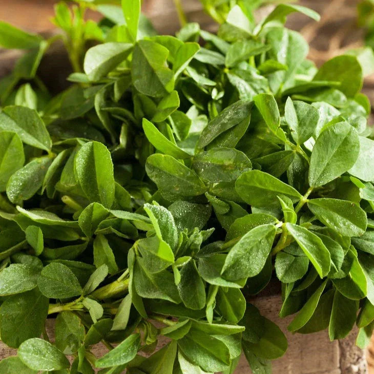 Fenugreek Seeds - 500+ Count - Indian Herb Trigonella foenum-graecum - USA South Asian Variety