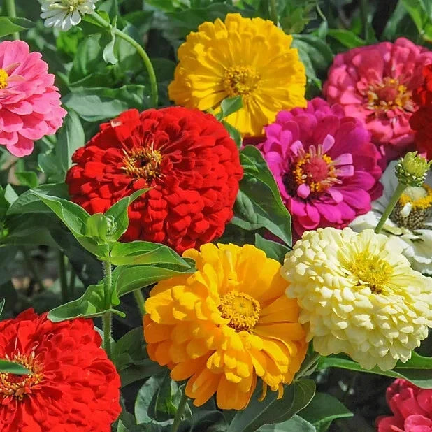 Zinnia Seeds - 100+ Sunshine Hybrid Mix - Colorful Zinnia elegans Flowers - USA