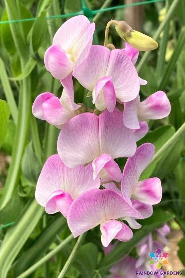Lathyrus latifolius Pink Pearl Perennial Sweet Pea Seeds - 50+ Seeds