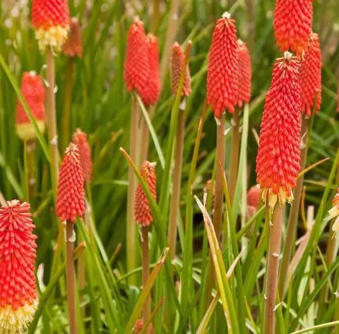 Red Hot Poker Seeds 30+ Kniphofia Uvaria Torch Lily Perennial Flower Garden, Drought Tolerant, Full Sun, Easy to Grow