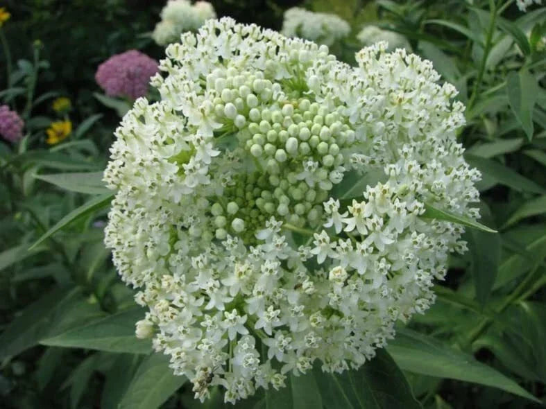 White Swamp Milkweed Seeds - 100 Count - Native Asclepias perennis for Pollinators
