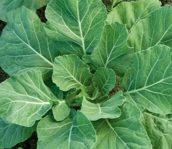 Collard Greens Seeds 300+ Heirloom Brassica oleracea var. acephala for Garden, Southern Cooking, Healthy Vegetables