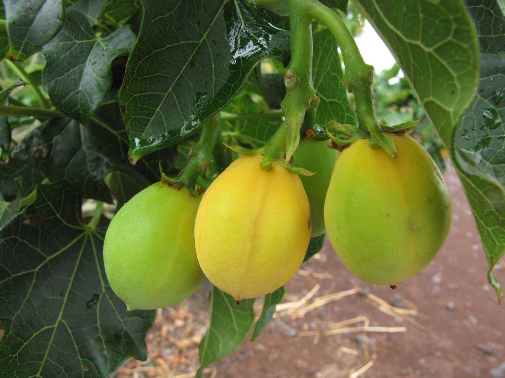 50 Seeds Jatropha Curcas - Drought Tolerant Physic Nut, Barbados Variety, Biofuel Plant, Hardy Shrub Seeds