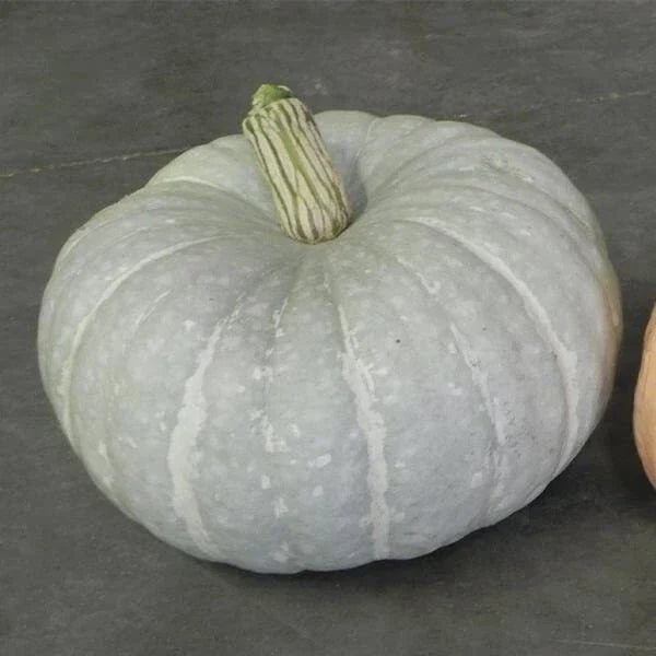 Silver Moon Pumpkin Seeds | 10 Seeds | Silver Stacker Variety | Cucurbita pepo