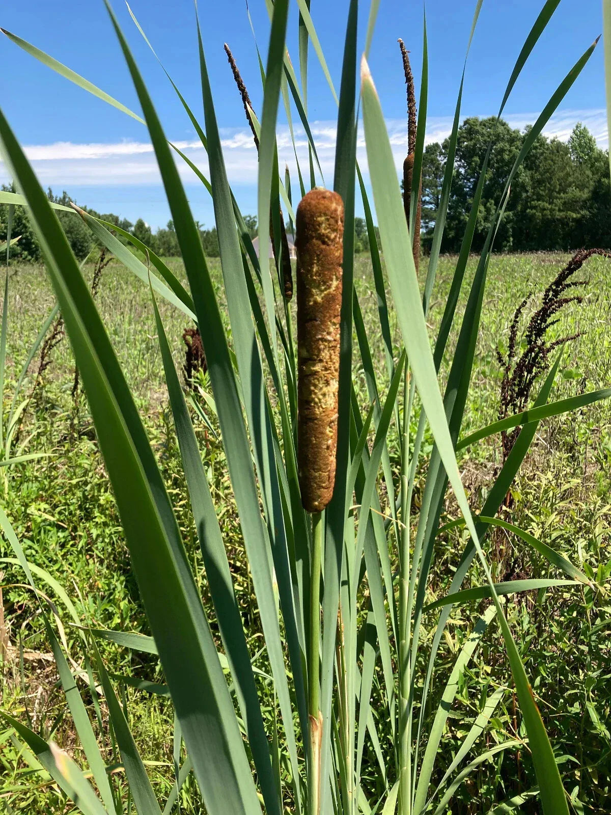 Cattail Plants - 4 Bareroot Typha Angustifolia - Aquatic Water Garden Plants