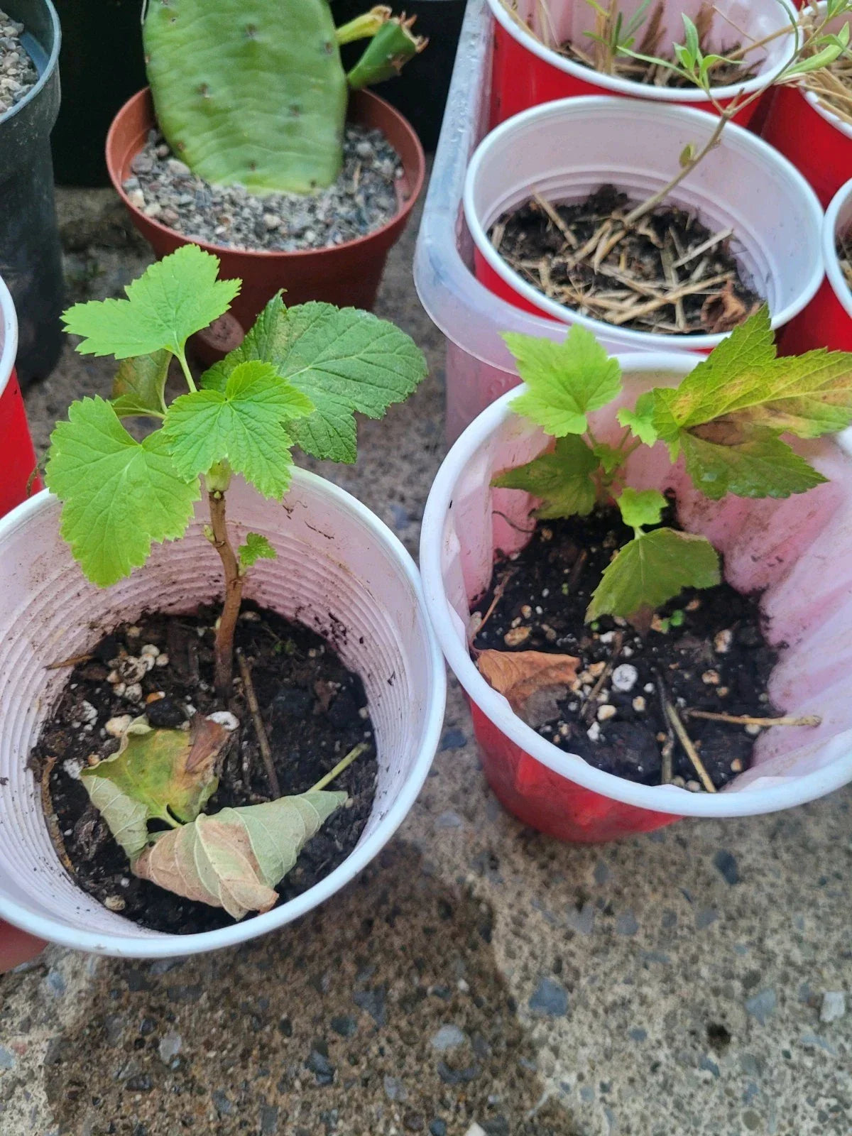 Black Currant Rooted Cutting Plant | Organic Ribes nigrum Shrub for Zones 3-8