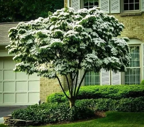 Kousa Dogwood Tree Seedlings - 1-2 Feet Tall, Decorative Flowering Trees, Cornus kousa