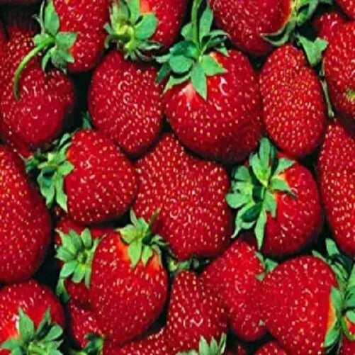 Everbearer Strawberry Plants 10 Bare Roots Ft. Laramie Hardy Zones 3-7 Juicy, Sweet, Self-Pollinating Fragaria × ananassa
