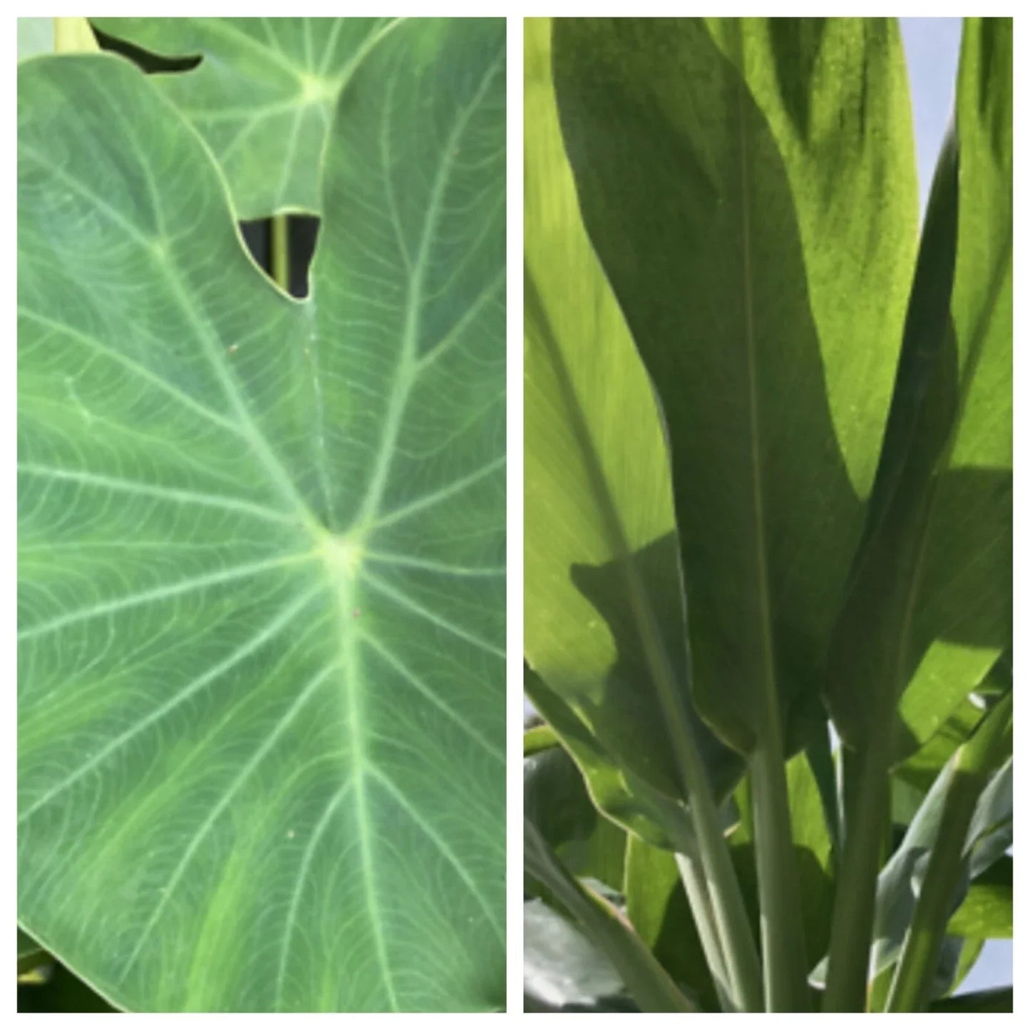 Taro and Ti Plant Box Set – Colocasia esculenta & Cordyline fruticosa – Hawaiian Tropical Plants in 4" Pots