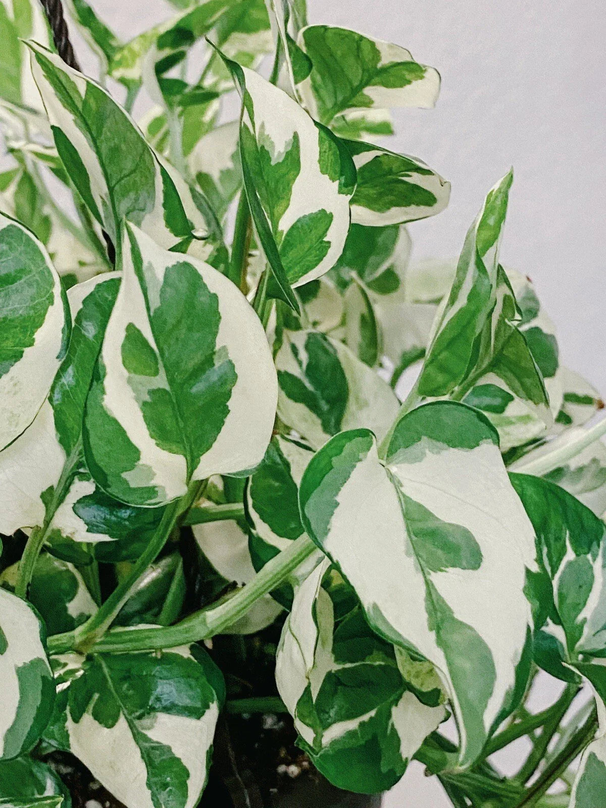 Pothos Pearls and Jade Cuttings - Variegated Indoor House Plant - Epipremnum aureum, Trailing Vine, Easy Care